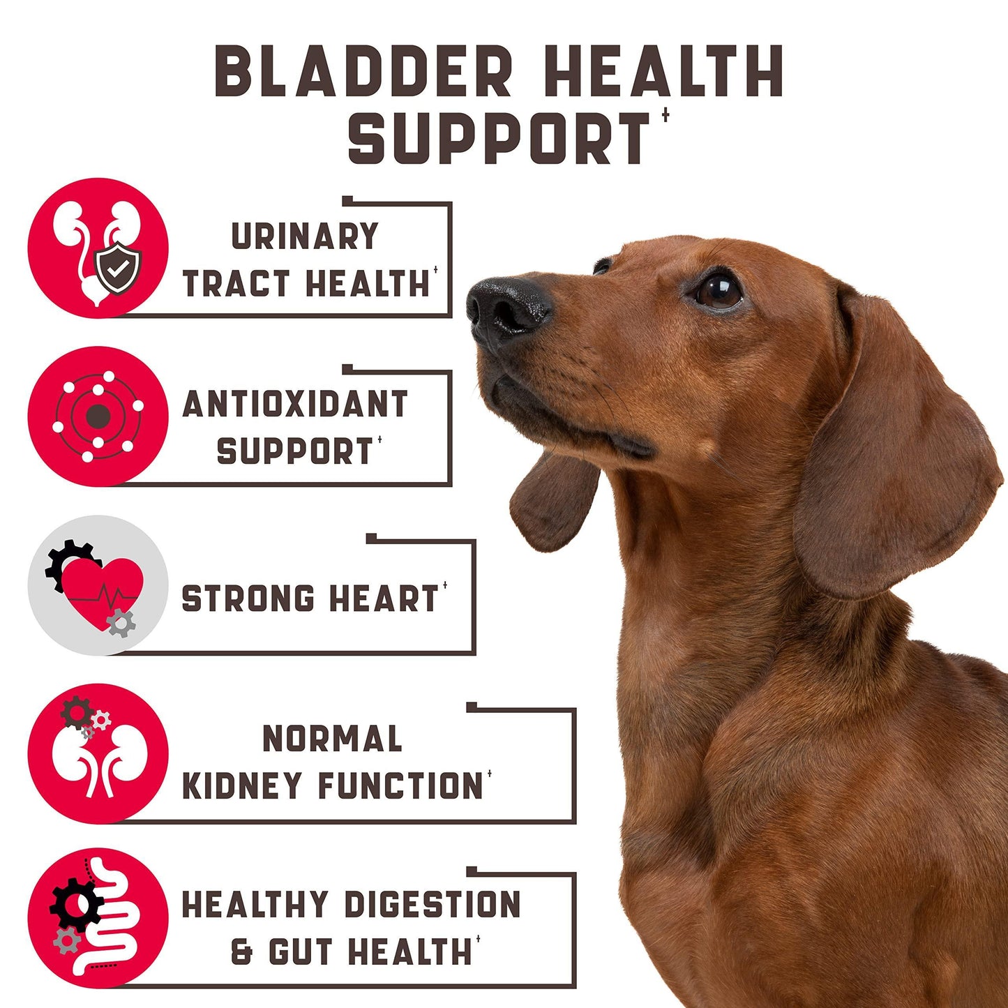 180 Cranberry Chews Dog Cranberry Supplement Natural Aid for